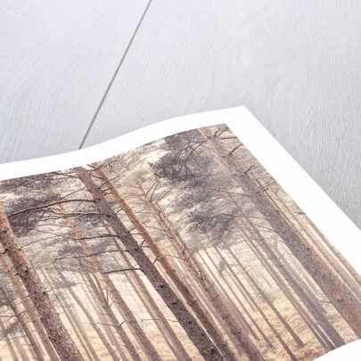 Misty forest with tall trees by Assaf Frank